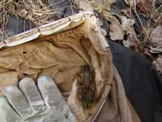 Traver Creek at Dhu Varren Road Sampling Site, 10 April 2010.